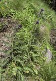 Cirsium palustre
