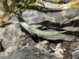 Astragalus bossuensis. Незрелый плод. Казахстан, Туркестанская обл., Сырдарья-Туркестанский государственный региональный природный парк, Боралдайский филиал, ≈ 1200 м н.у.м., петрофитное сообщество. 13.05.2024.