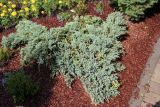 Juniperus squamata. Растение в городском озеленении (культивар 'Blue Carpet'). Псков. 27.06.2006.