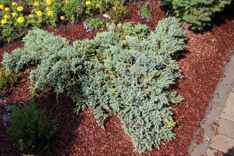 Image of Juniperus squamata specimen.