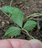 Duchesnea indica