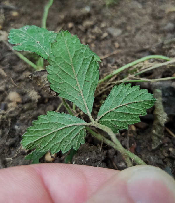 Image of Duchesnea indica specimen.