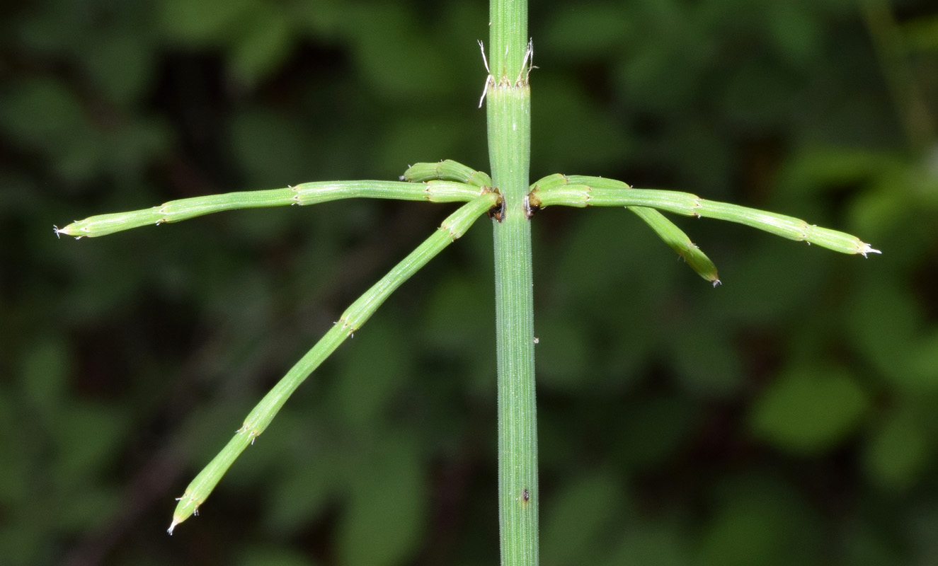 Изображение особи Equisetum ramosissimum.