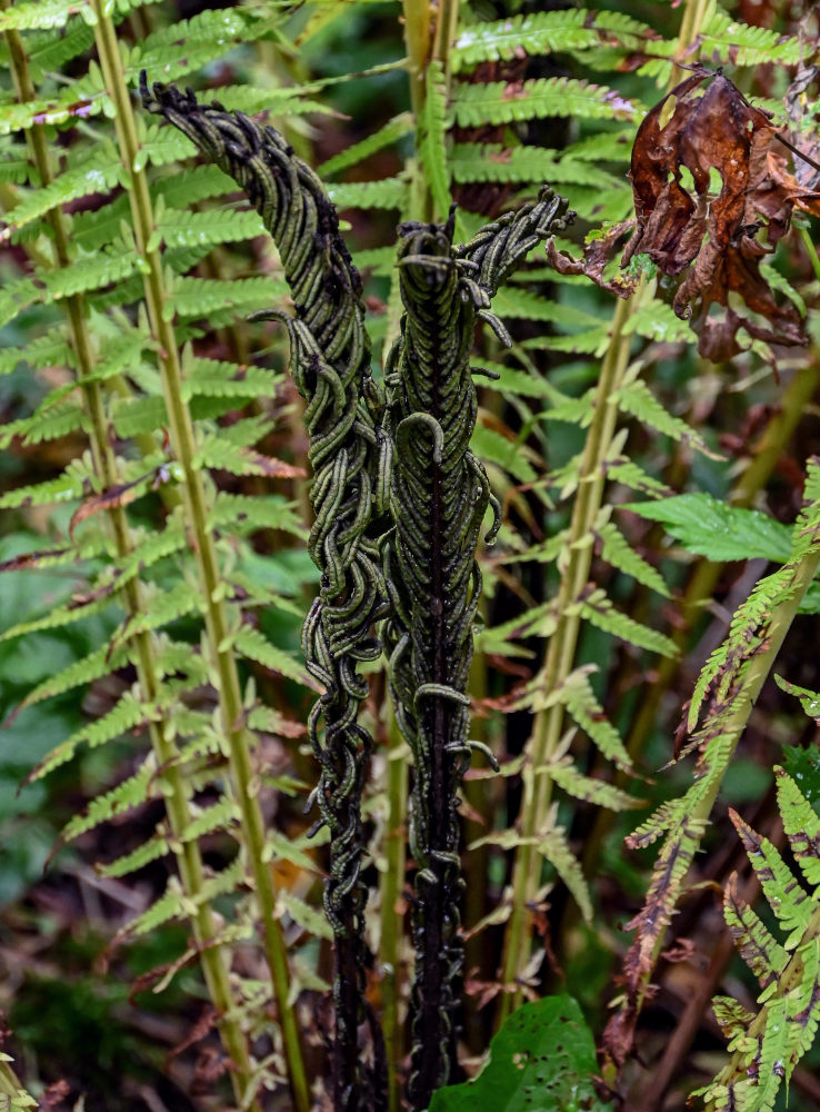 Изображение особи Matteuccia struthiopteris.
