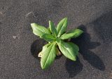 Senecio pseudoarnica