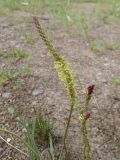 Plantago salsa