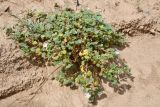 Malva neglecta