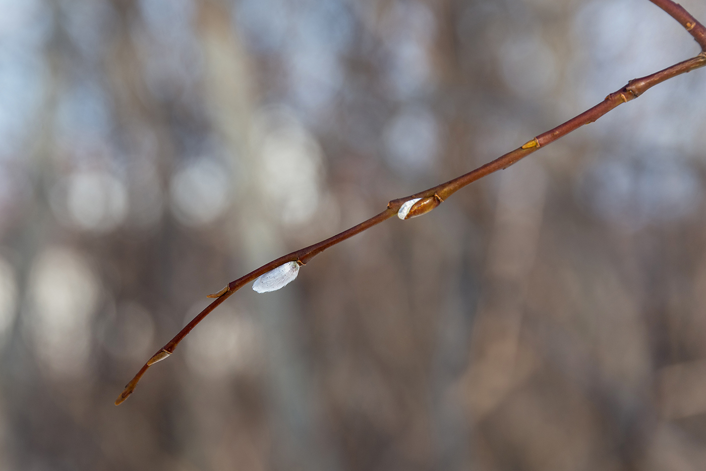 Изображение особи Salix phylicifolia.