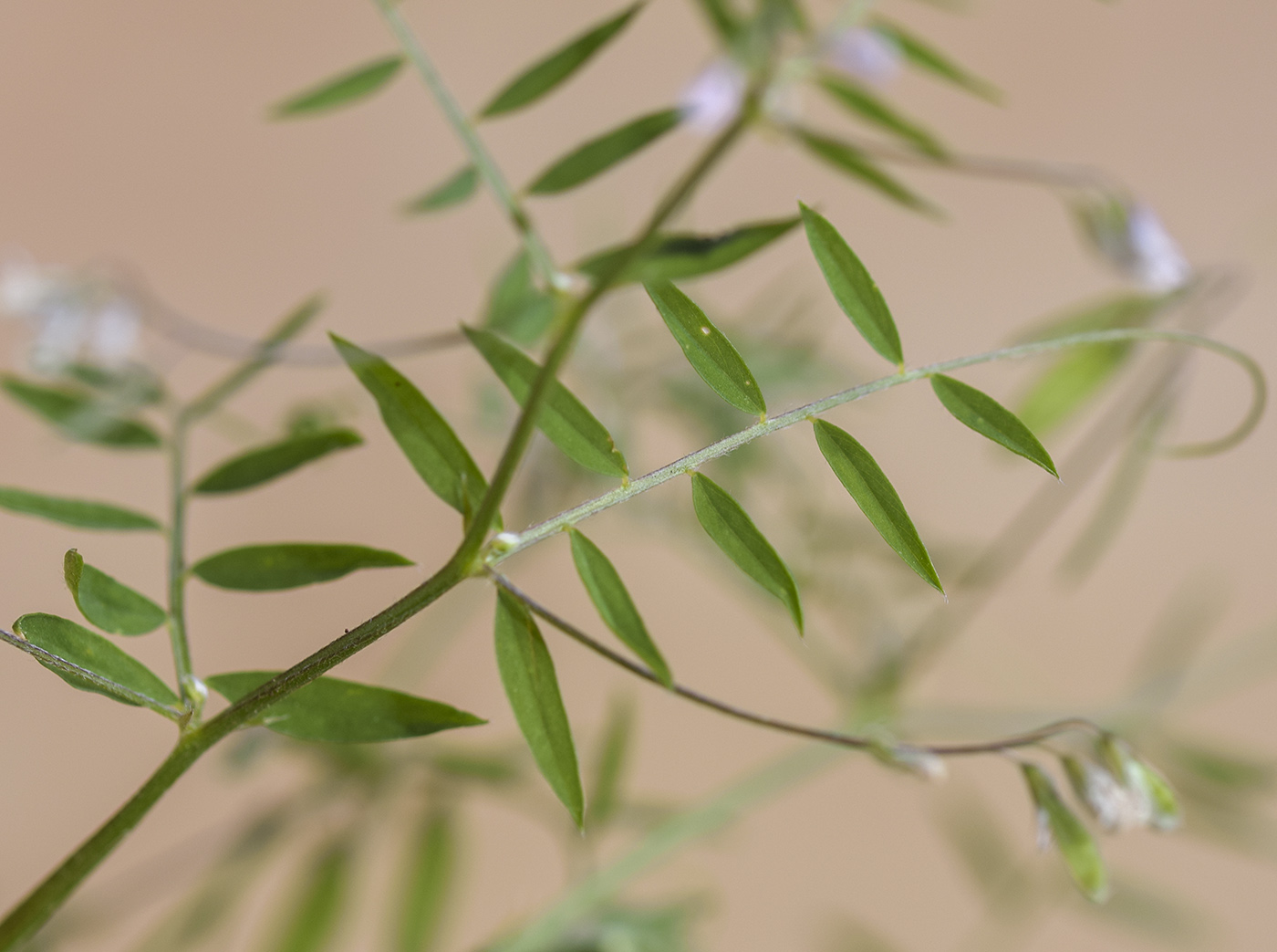Image of Vicia parviflora specimen.
