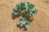 Eryngium maritimum
