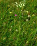 Pimpinella nigra