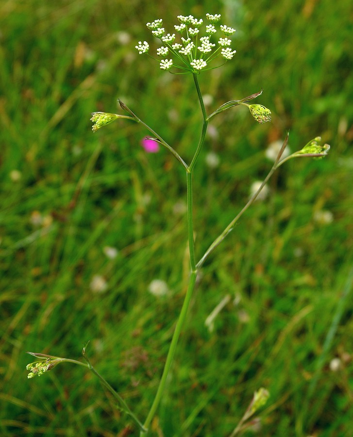 Изображение особи Pimpinella nigra.