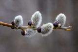 Salix caprea