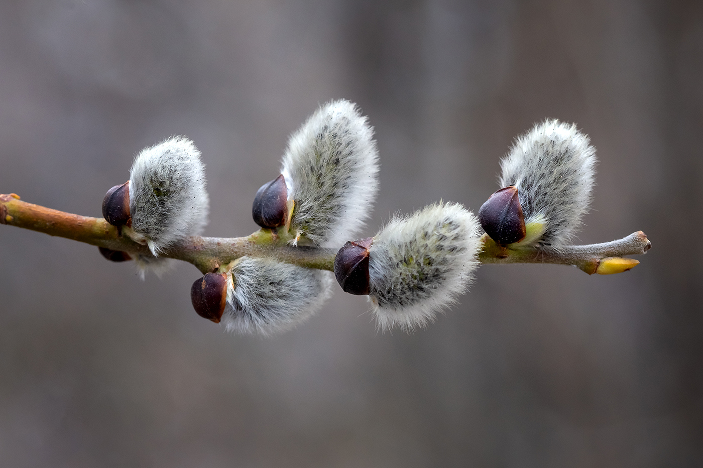 Image of Salix caprea specimen.