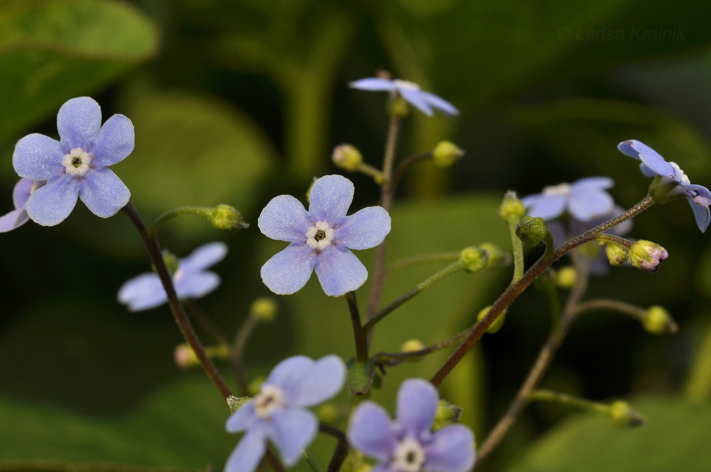 Изображение особи Brunnera sibirica.