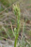 Himantoglossum caprinum. Верхушка побега с бутонизирующим соцветием. Краснодарский край, Крымский р-н, окр. станицы Неберджаевская, дол. р. Липки, пушистодубово-грабинниковый лес, скальное обнажение на месте старого заросшего карьера. 02.06.2025.