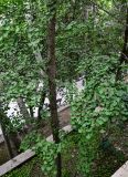 Ginkgo biloba. Часть ствола и ветви взрослого дерева. Китай, пров. Ганьсу, г. Ланьчжоу, в культуре. 06.06.2025.