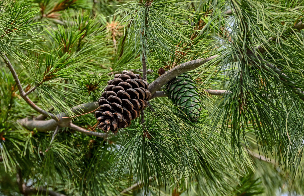 Изображение особи Pinus armandii.