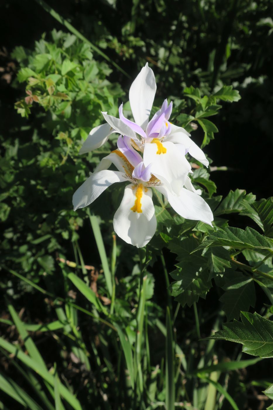 Image of Dietes grandiflora specimen.