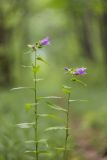 Campanula trachelium