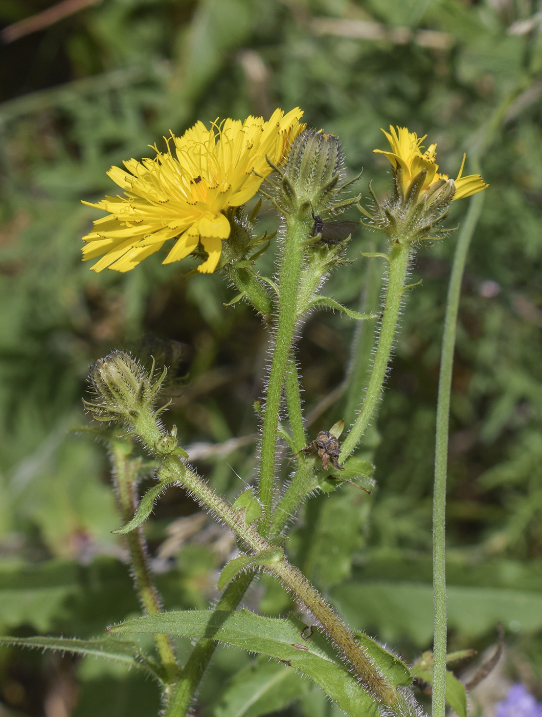 Image of Picris hieracioides specimen.
