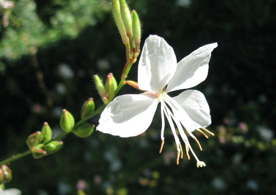 Image of Gaura lindheimeri specimen.