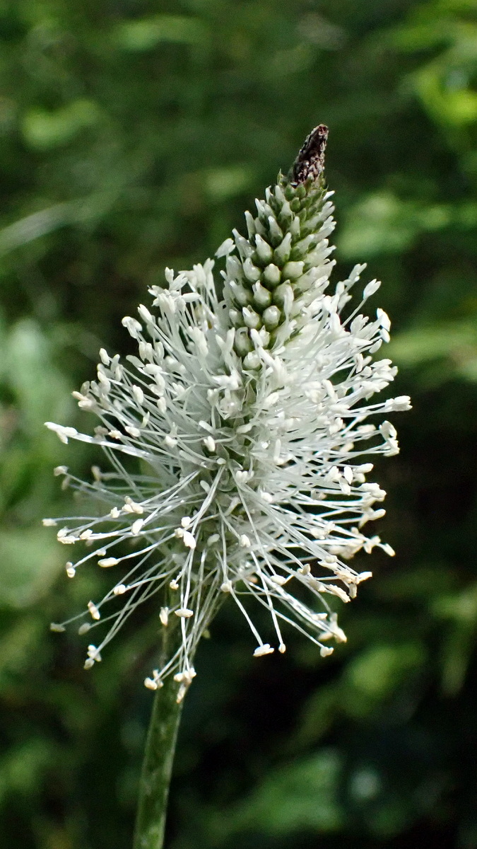 Изображение особи род Plantago.