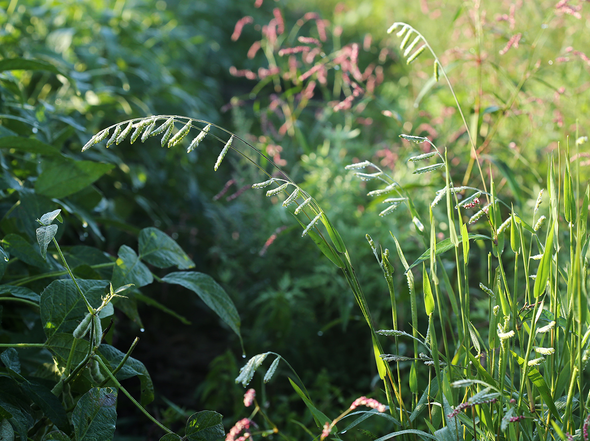 Изображение особи Eriochloa villosa.