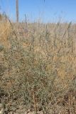 Petrosimonia triandra. Цветущее растение. Крым, Севастополь, окр. пос. Орловка. 14.09.2025.