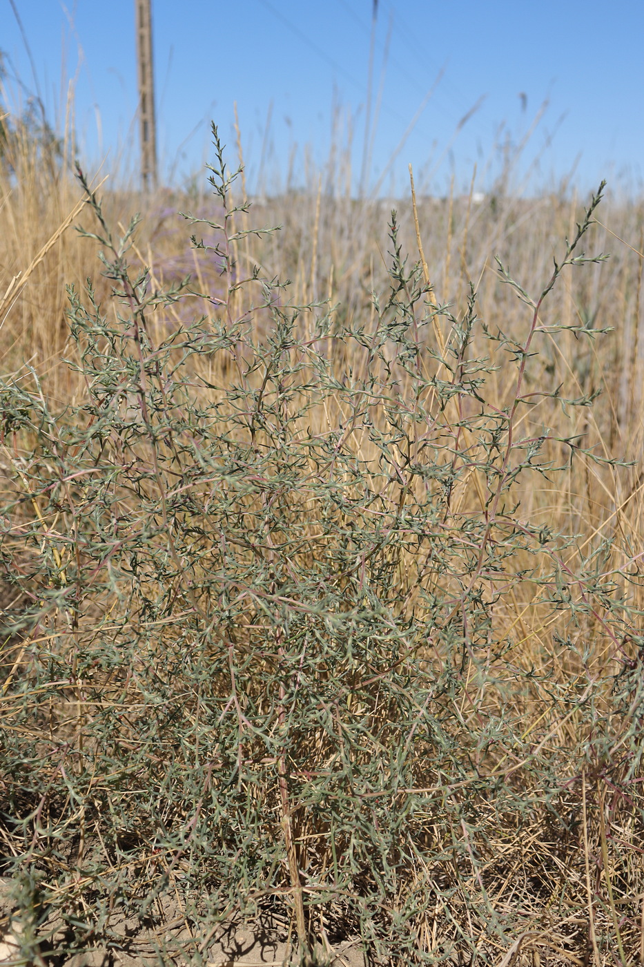Image of Petrosimonia triandra specimen.