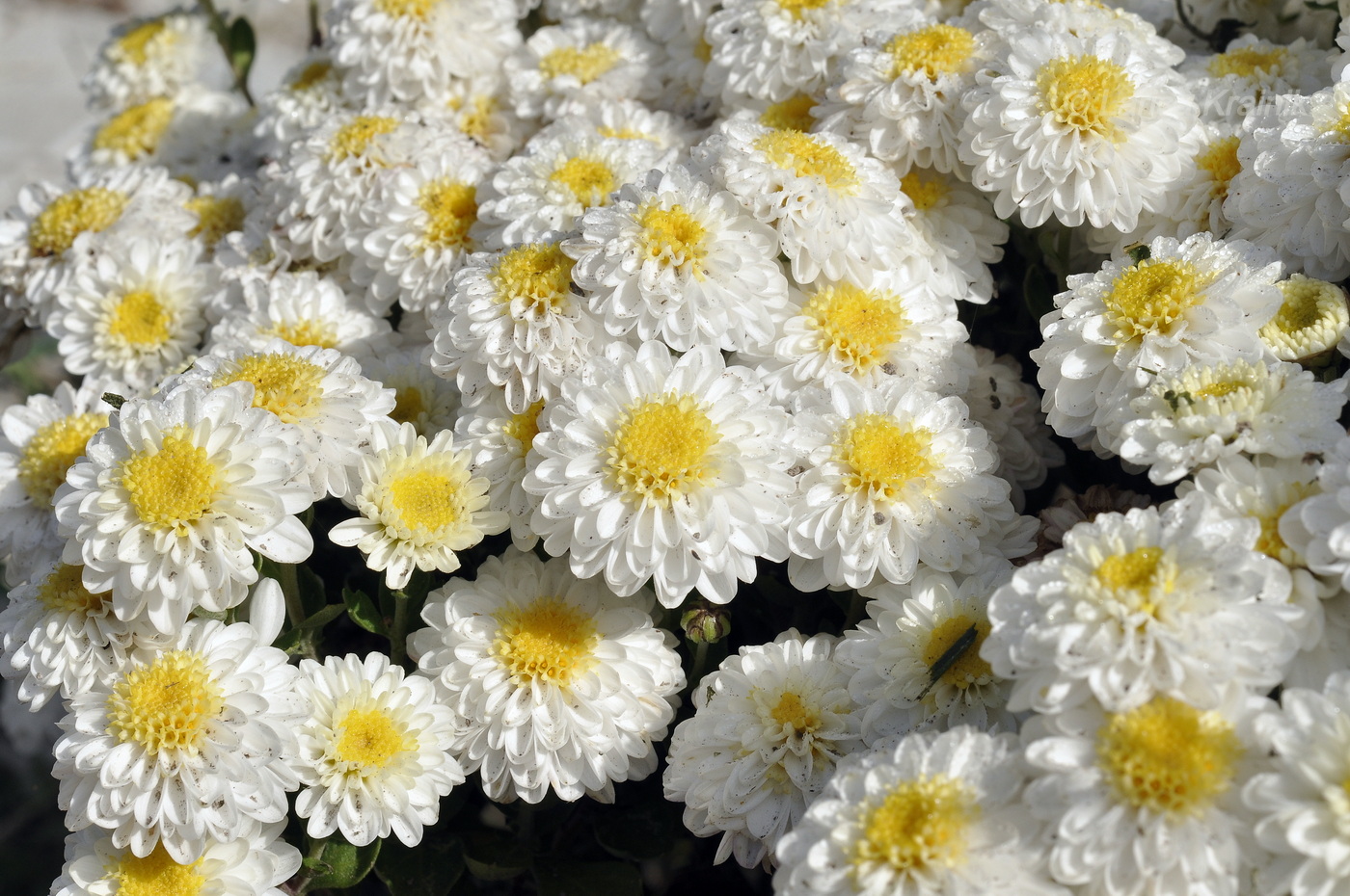Image of genus Chrysanthemum specimen.