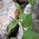 Convolvulus siculus. Верхушка цветущего растения. Турция, пров. Мугла, р-н Фетхие, о. Гемиле, каменистый склон рядом с развалинами византийских храмов. 08.05.2025.