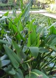 Pontederia cordata. Плодоносящие растения. Абхазия, г. Сухум, Сухумский ботанический сад, пруд. 13.08.2024.