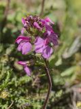 Pedicularis nordmanniana