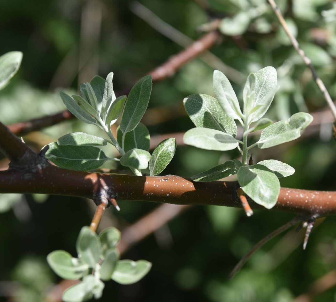 Image of genus Elaeagnus specimen.