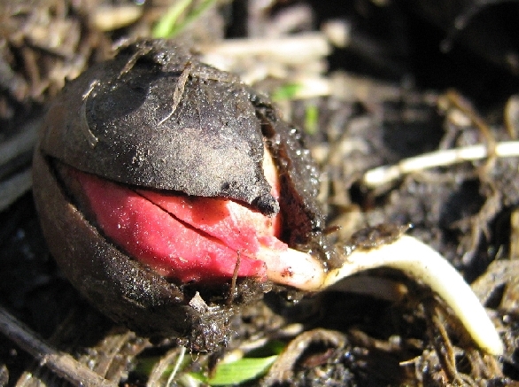 Image of Quercus rubra specimen.