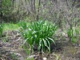 Leucojum aestivum. Куртина зацветающих белоцветников. Крым, Байдарская долина, окр. с. Орлиное, берег р. Курулюк-Су. 03.05.2010.