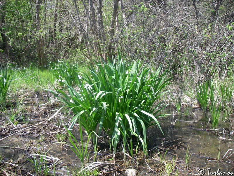 Изображение особи Leucojum aestivum.