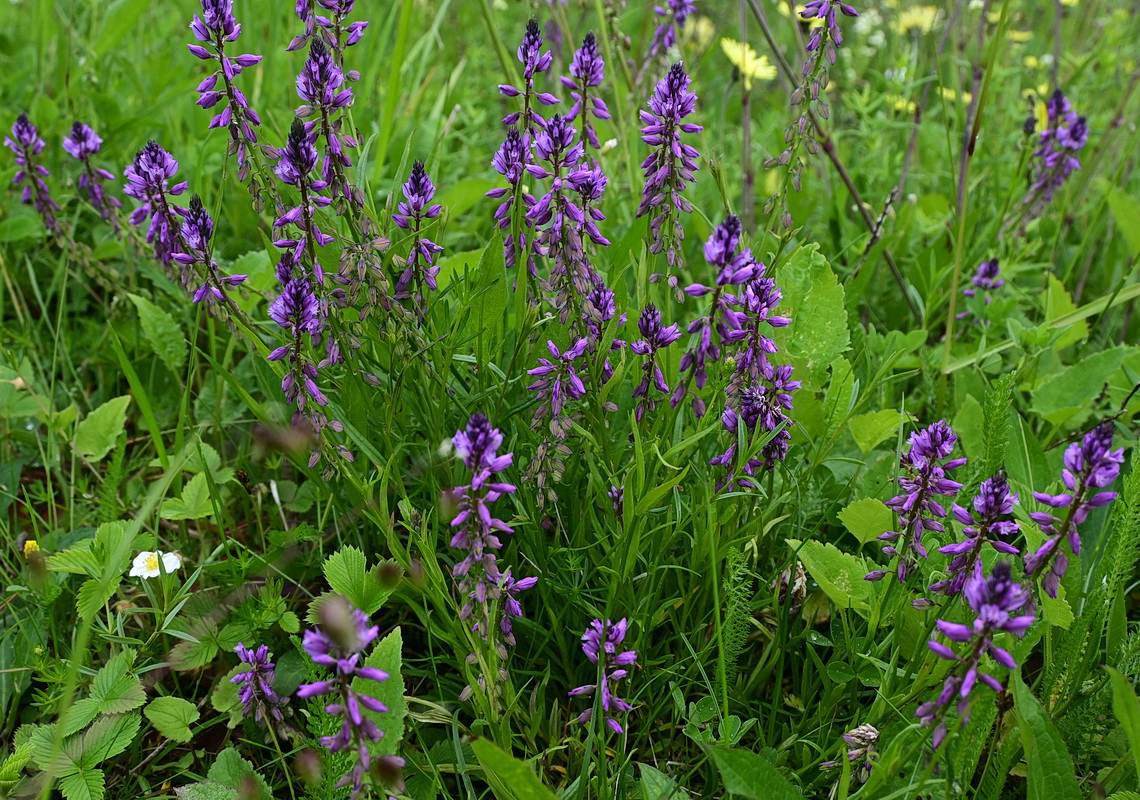 Image of Polygala comosa specimen.