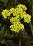 Hypericum scabrum. Расцветающее соцветие. Узбекистан, Кашкадарьинская обл., Китабский р-н, Китабский Государственный геологический запов., глинистый склон 20.05.2024.