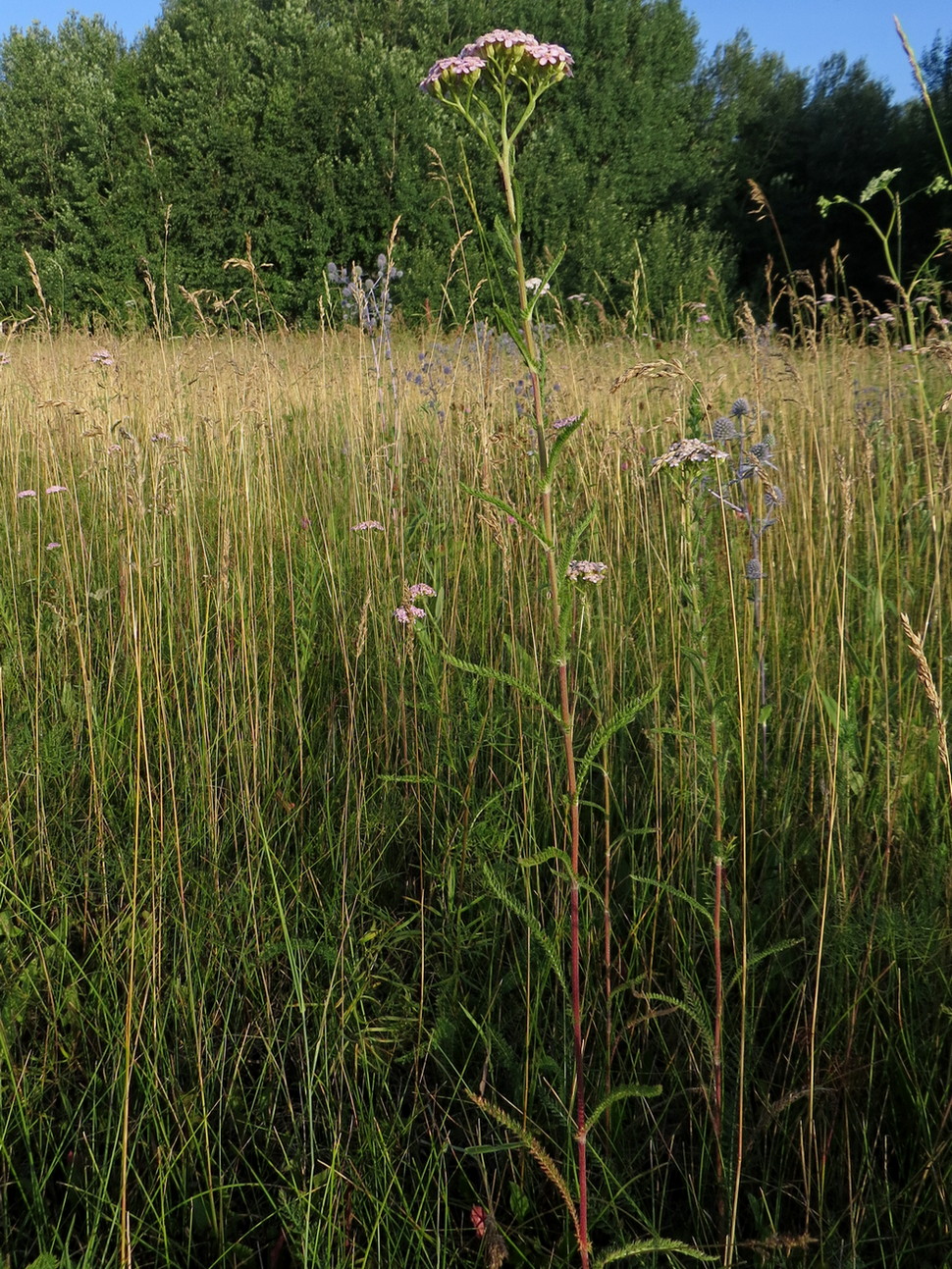 Image of Achillea asiatica specimen.