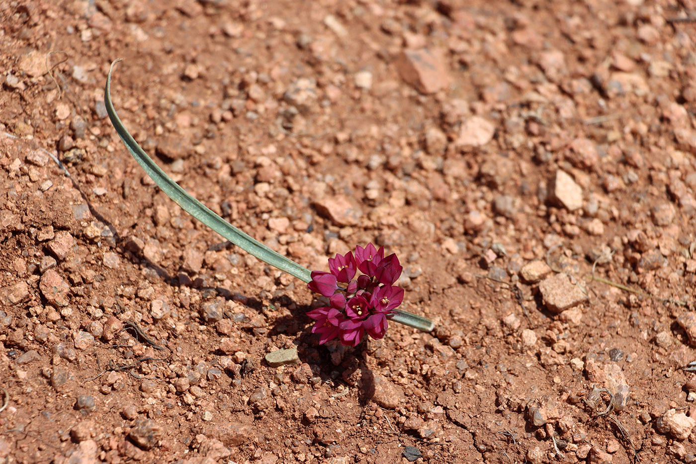 Изображение особи Allium platystemon.
