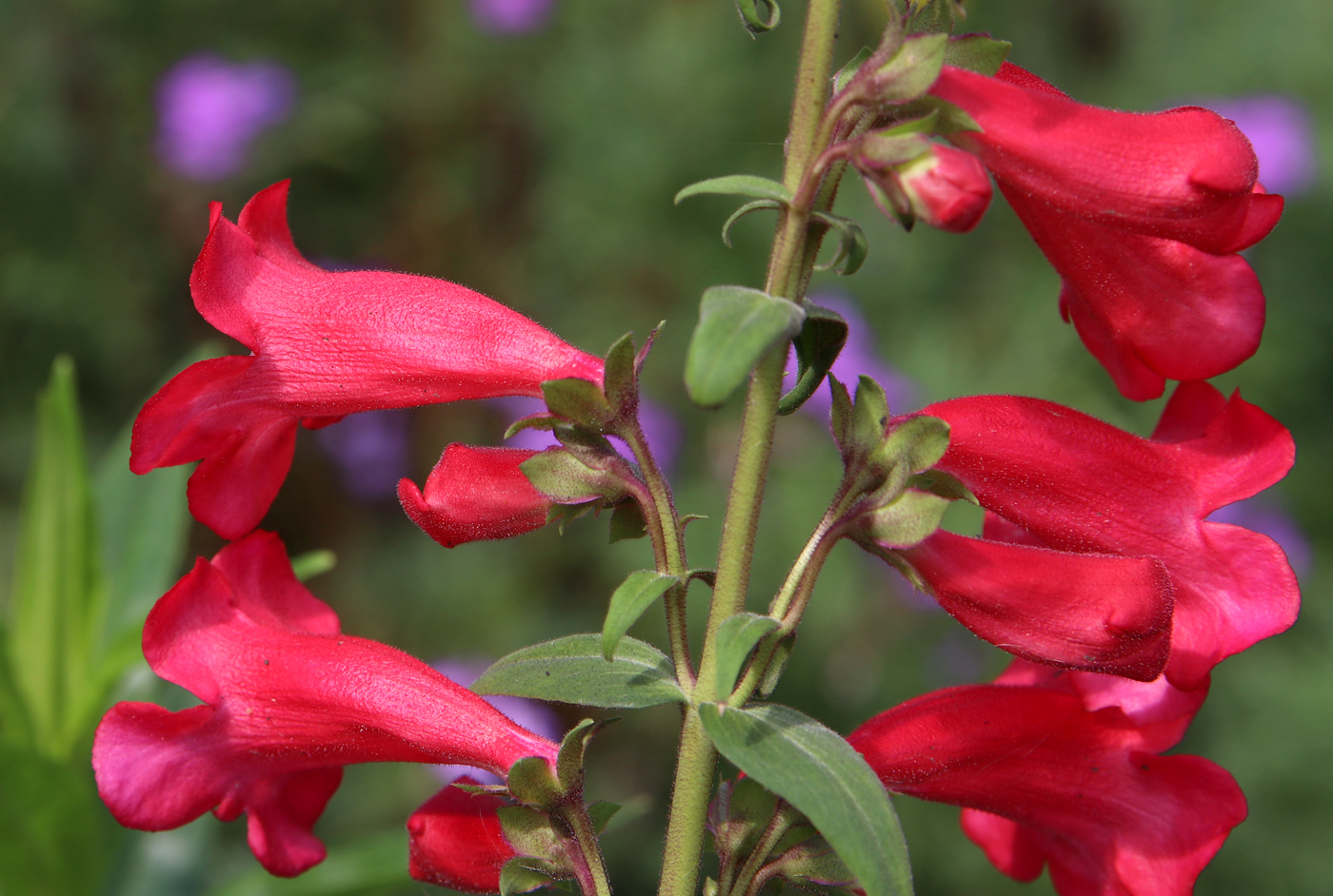 Изображение особи Penstemon hartwegii.