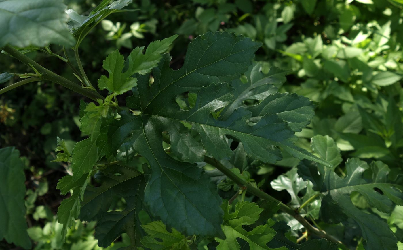 Image of Morus alba specimen.