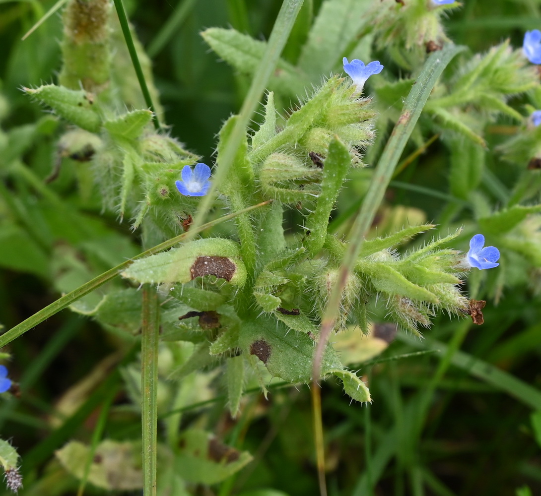 Image of genus Anchusa specimen.
