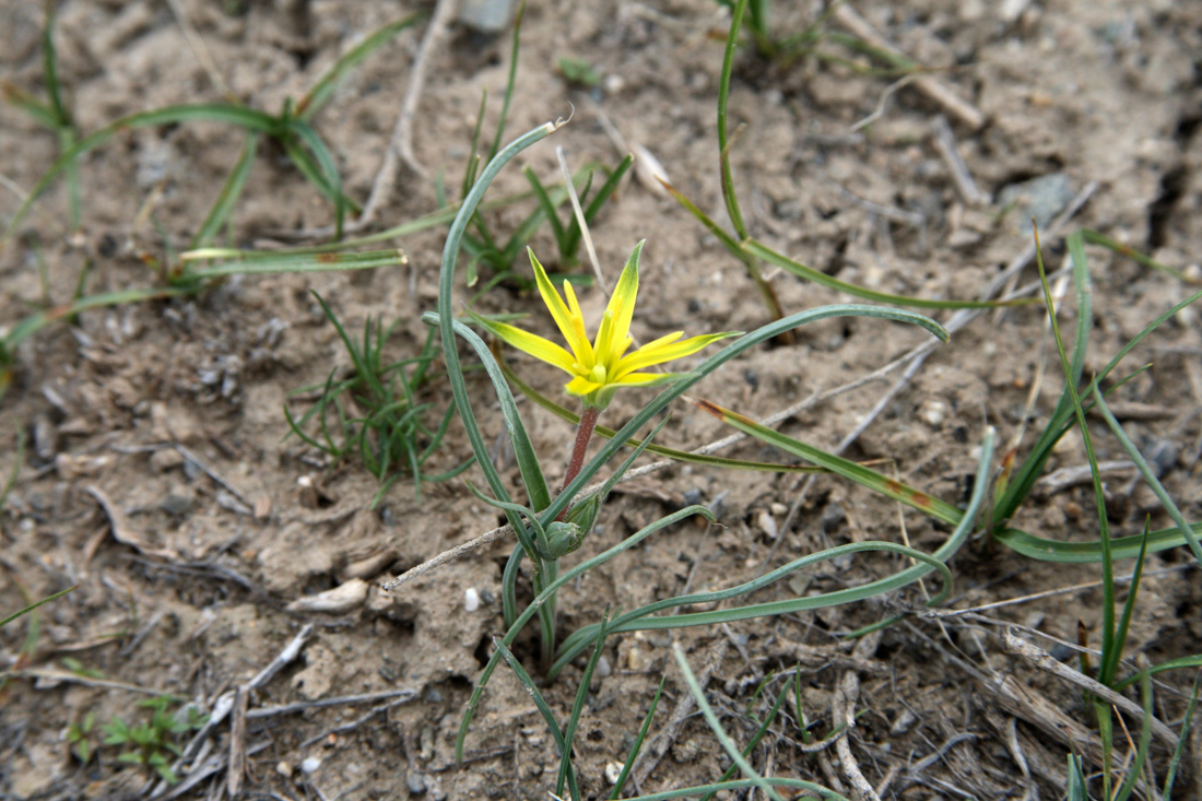 Изображение особи Gagea pseudoreticulata.