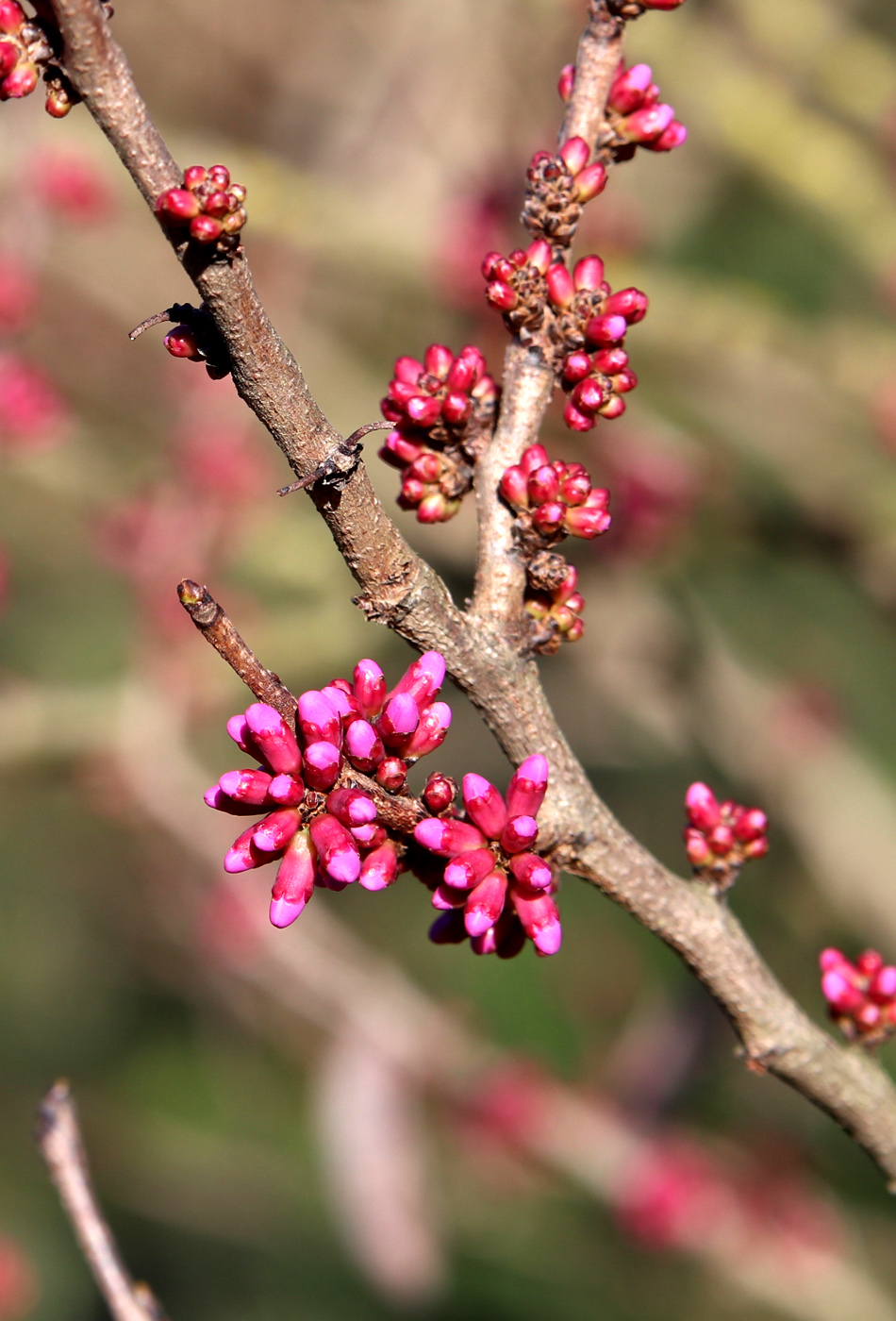 Изображение особи Cercis chinensis.