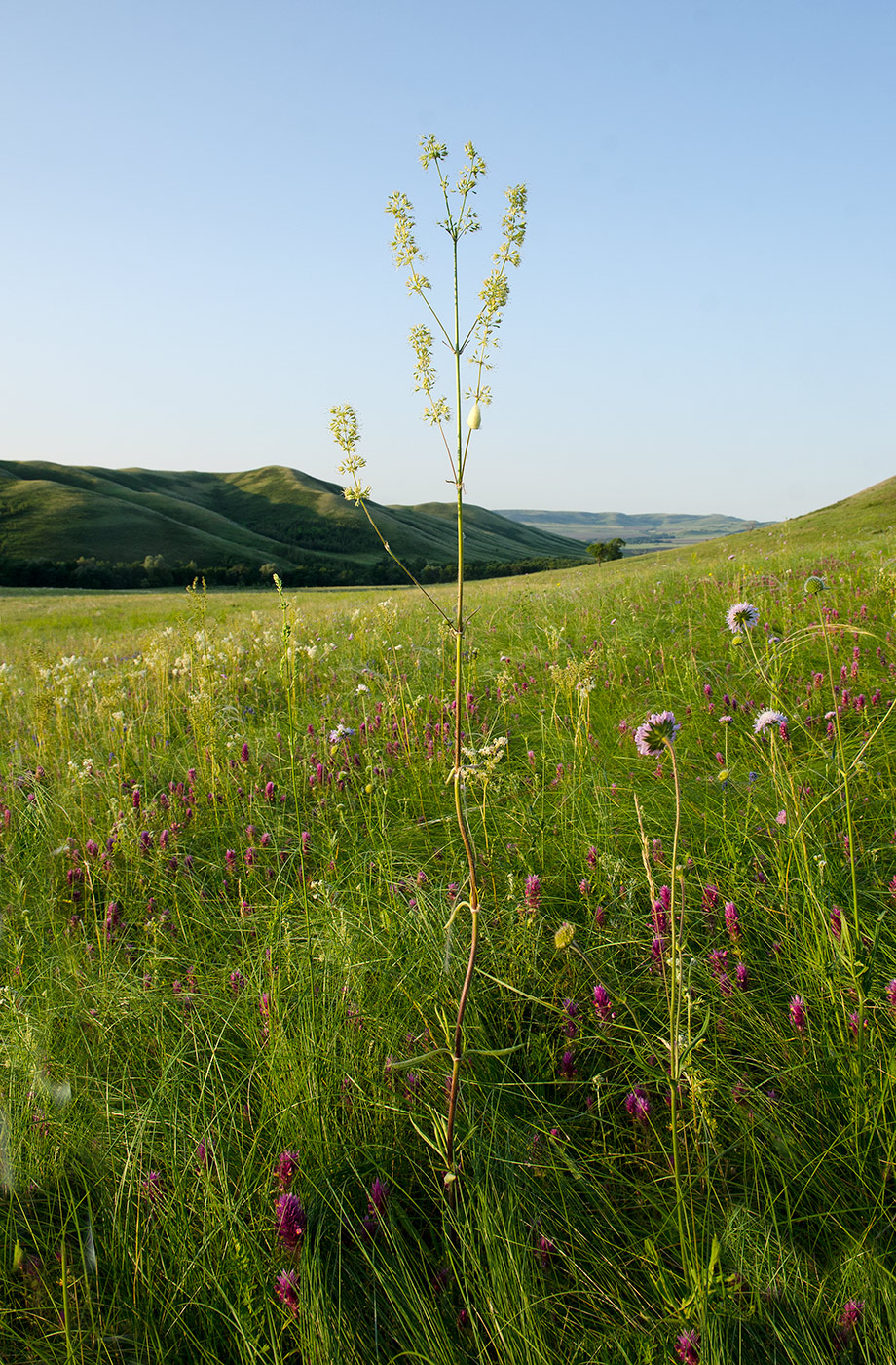 Image of Silene borysthenica specimen.