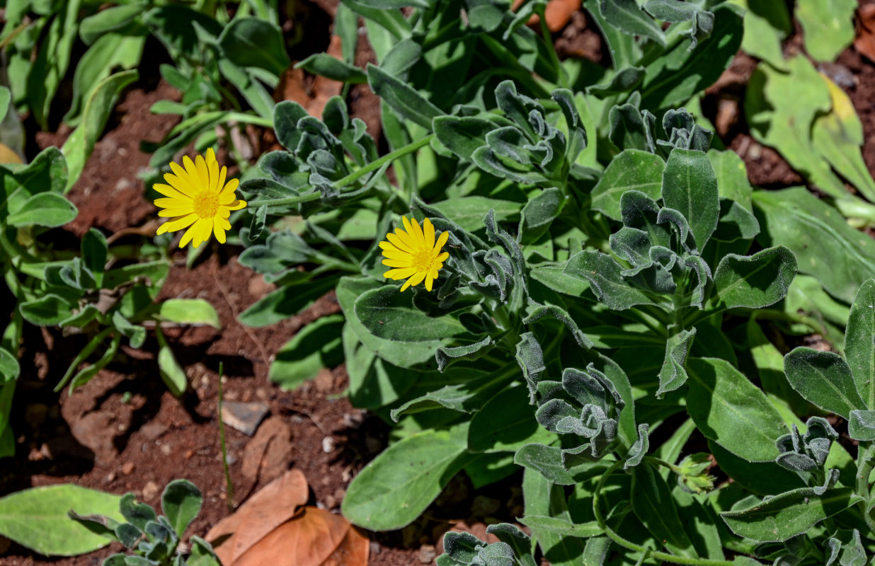 Изображение особи род Calendula.