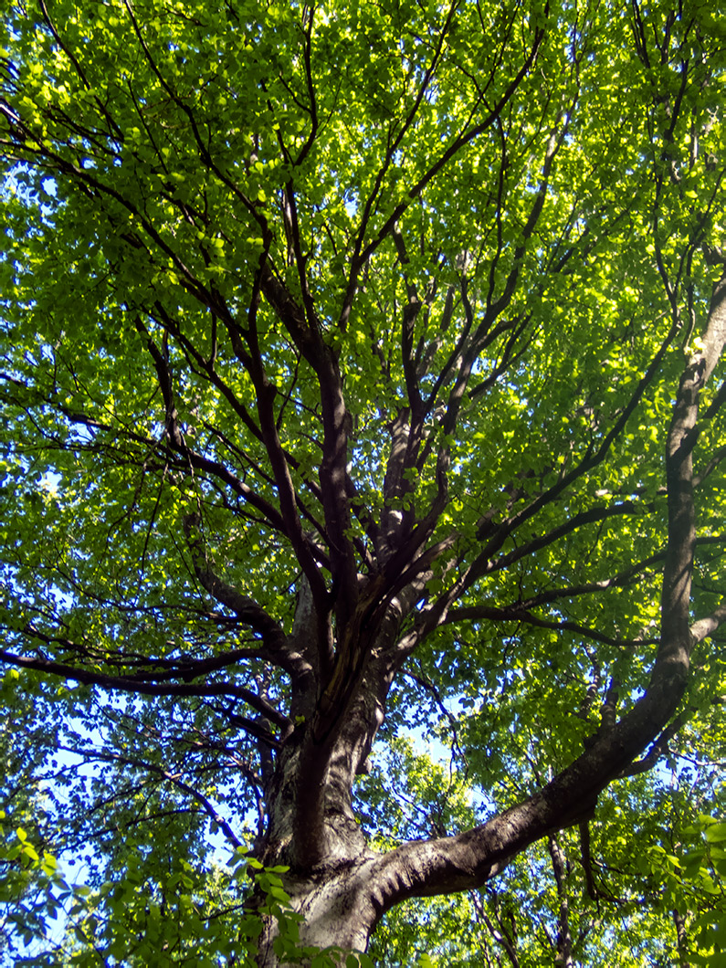 Image of Fagus × taurica specimen.